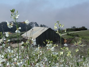 flowers and barn